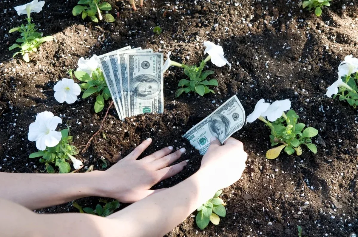 Co zahradníci nikdy nekupují: Rostliny, které si můžete vypěstovat sami za zlomek ceny.