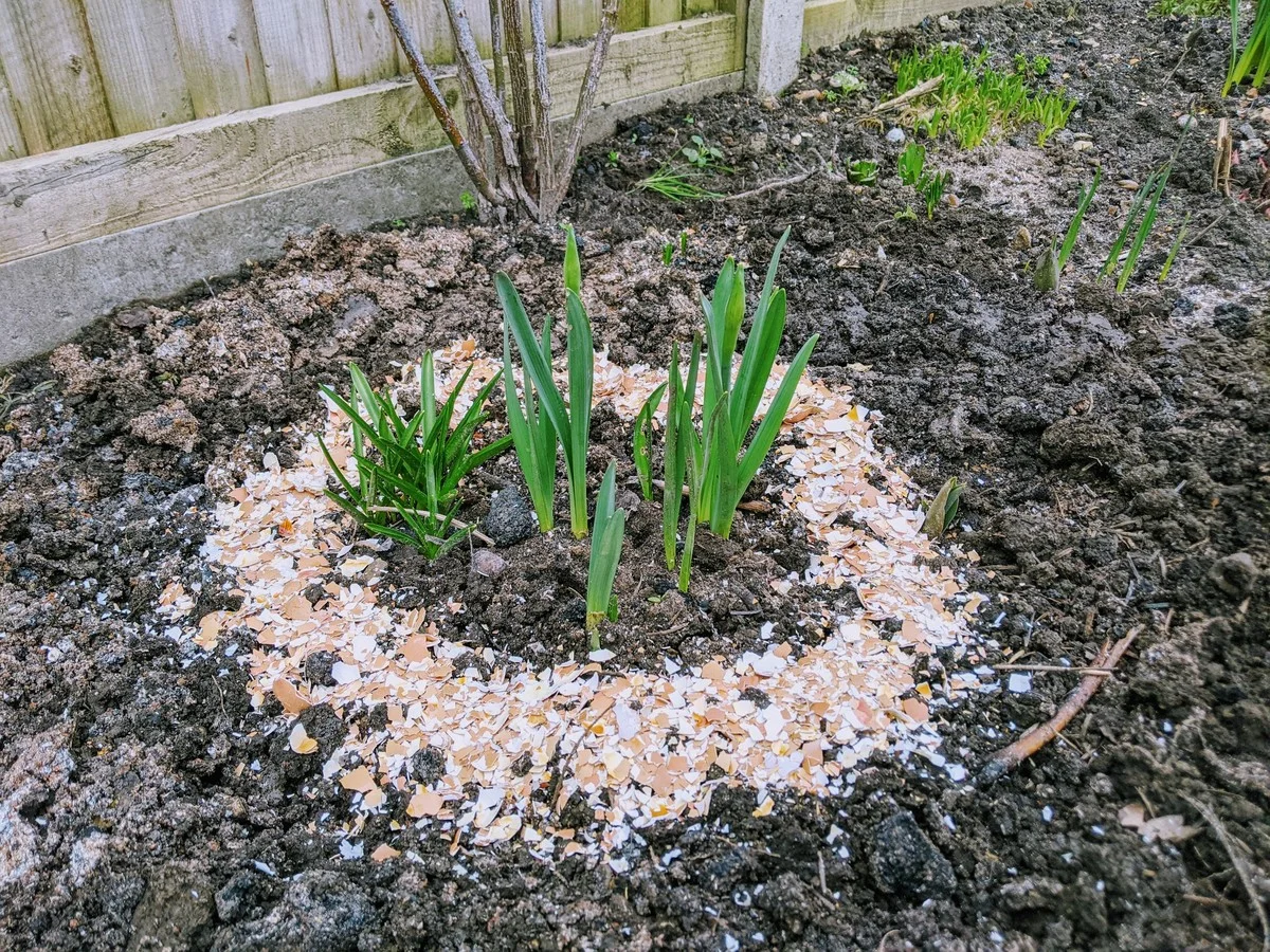 Kancelářské sponky na zahradě: geniální způsob ochrany před slimáky - image 1