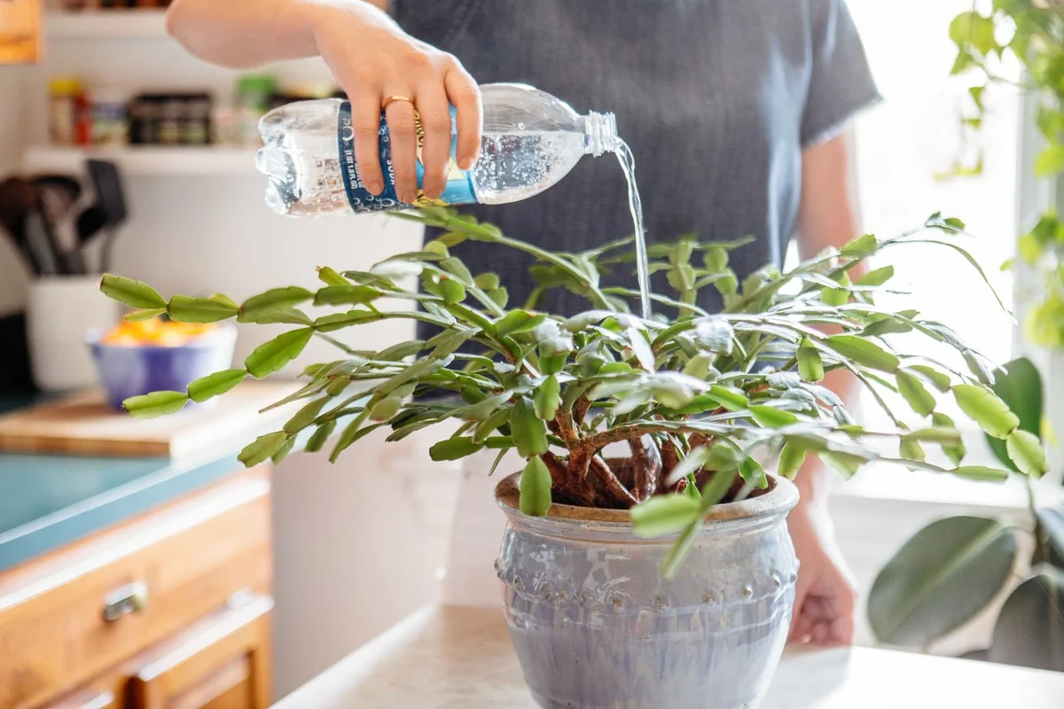 Soda v květináči? Překvapivý trik, který oživí uvadající rostliny během 24 hodin. - image 1