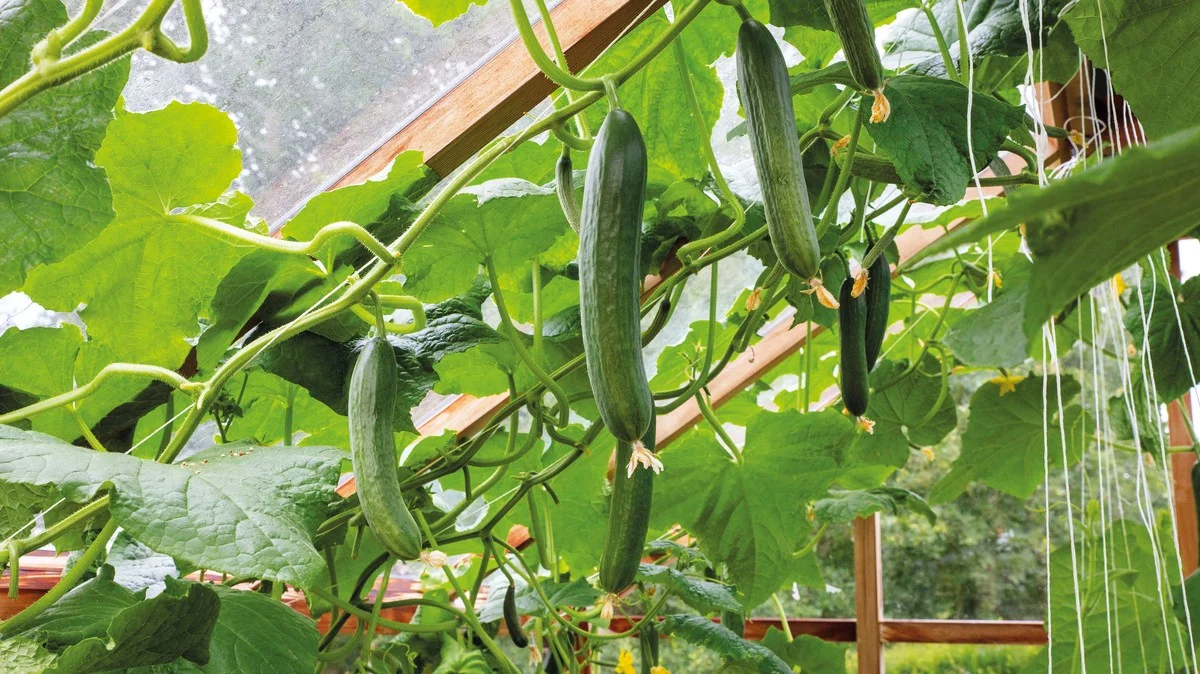 Zahradníci prozrazují: Proč nikdy nesázet rajčata a okurky vedle sebe.