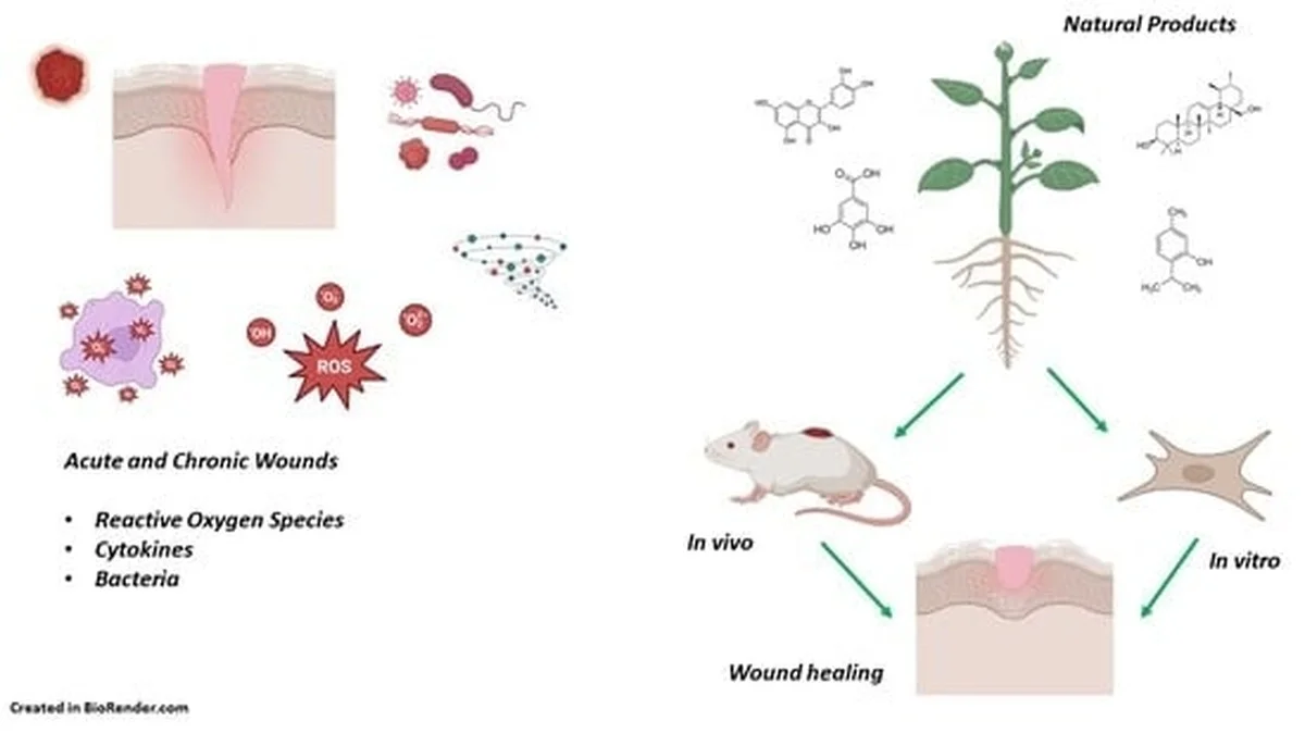 Lžička medu na jizvy? Dermatologové potvrzují jeho nečekané léčivé účinky. - image 1