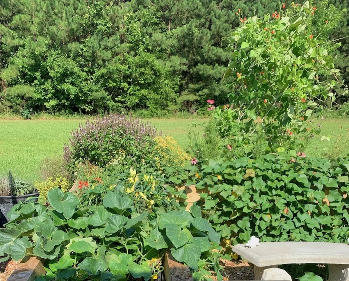 Zahradníci prozrazují: Proč nikdy nesázet rajčata a okurky vedle sebe. - image 1